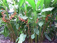 093 Cairns Botanic Gardens